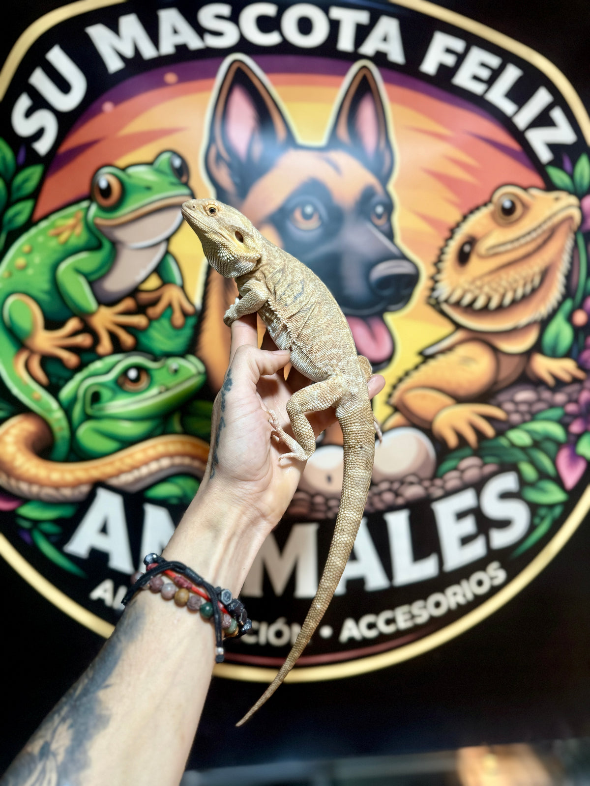 Dragón Barbudo Orange Factor macho | Pogona vitticeps
