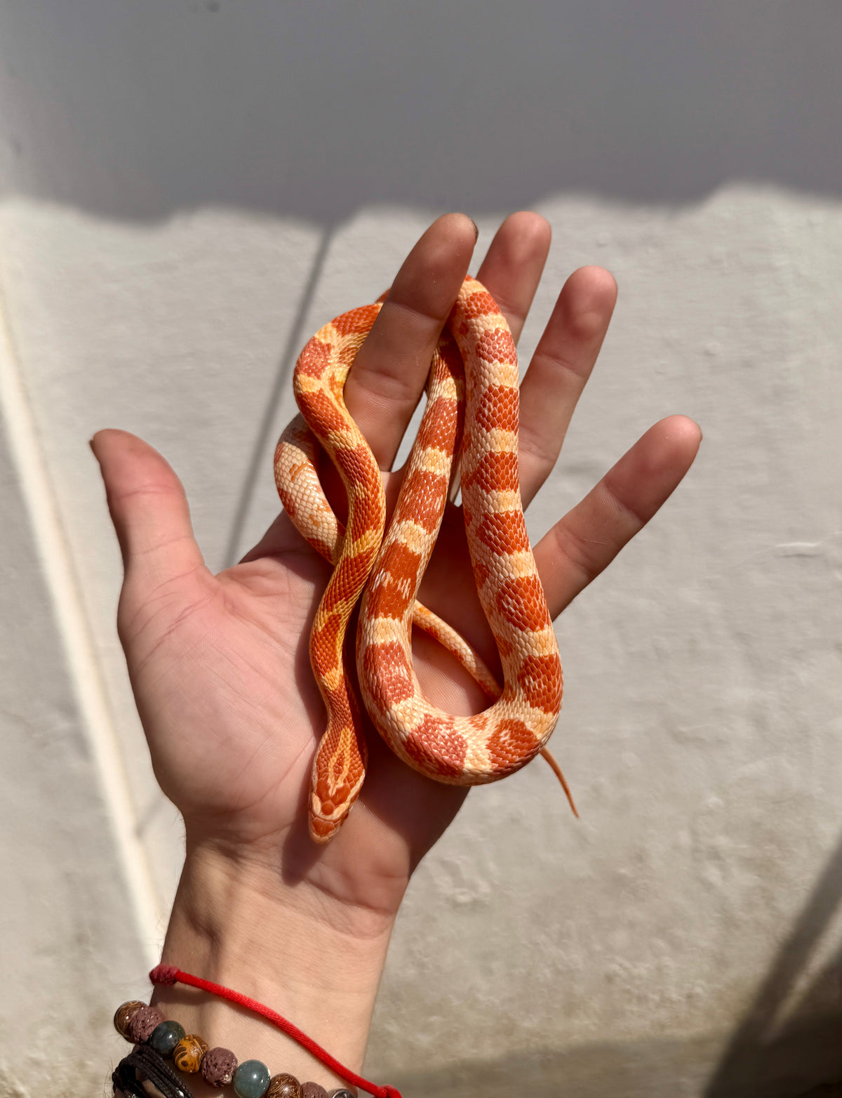 Serpiente del Maíz Amel Het Anery | Pantherophis guttatus