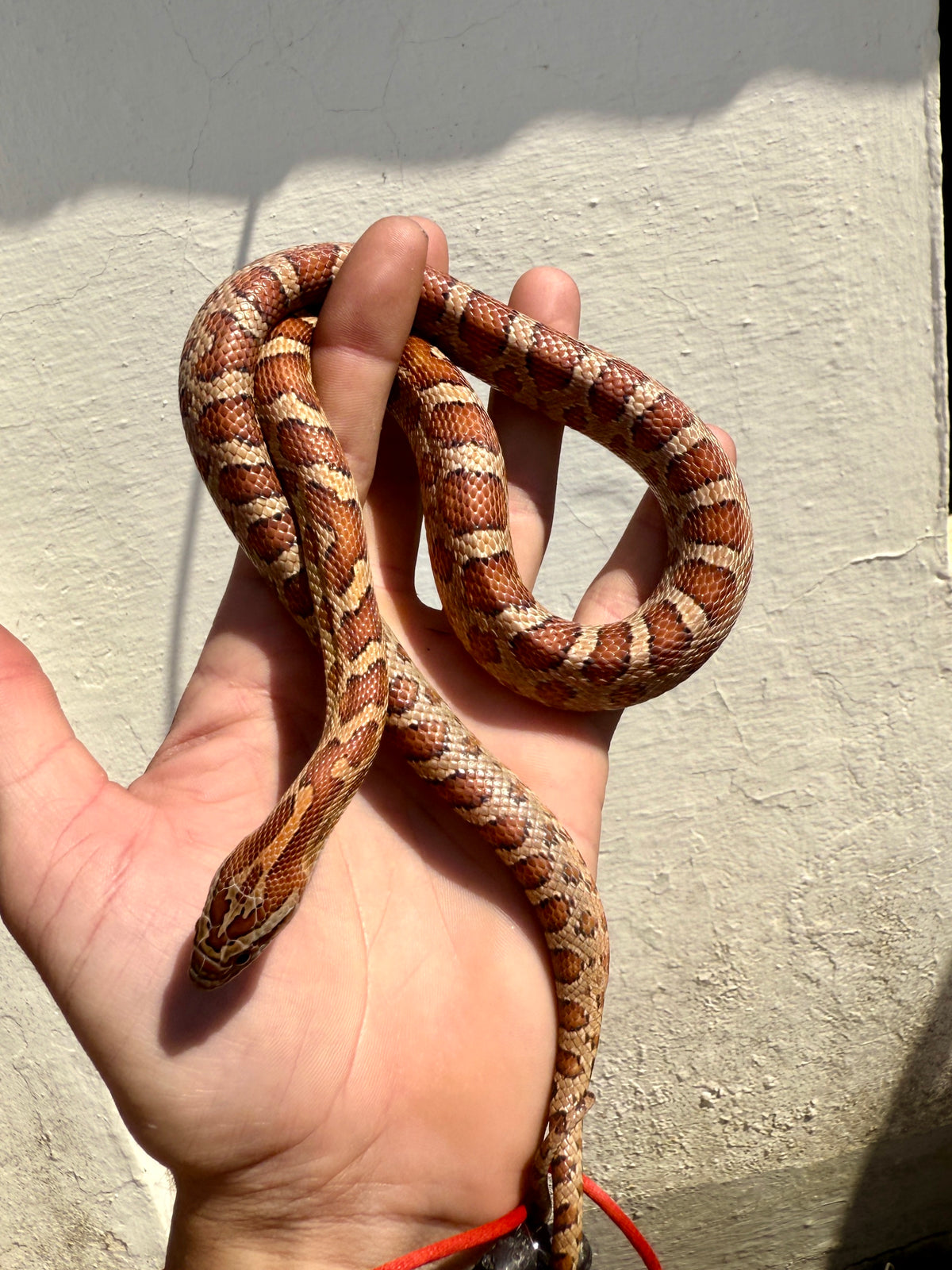 Serpiente del Maíz Okkete Het Scaleless | Pantherophis guttatus