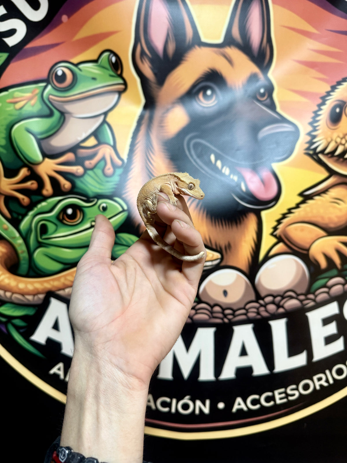 Gecko Crestado | Correlophus ciliatus