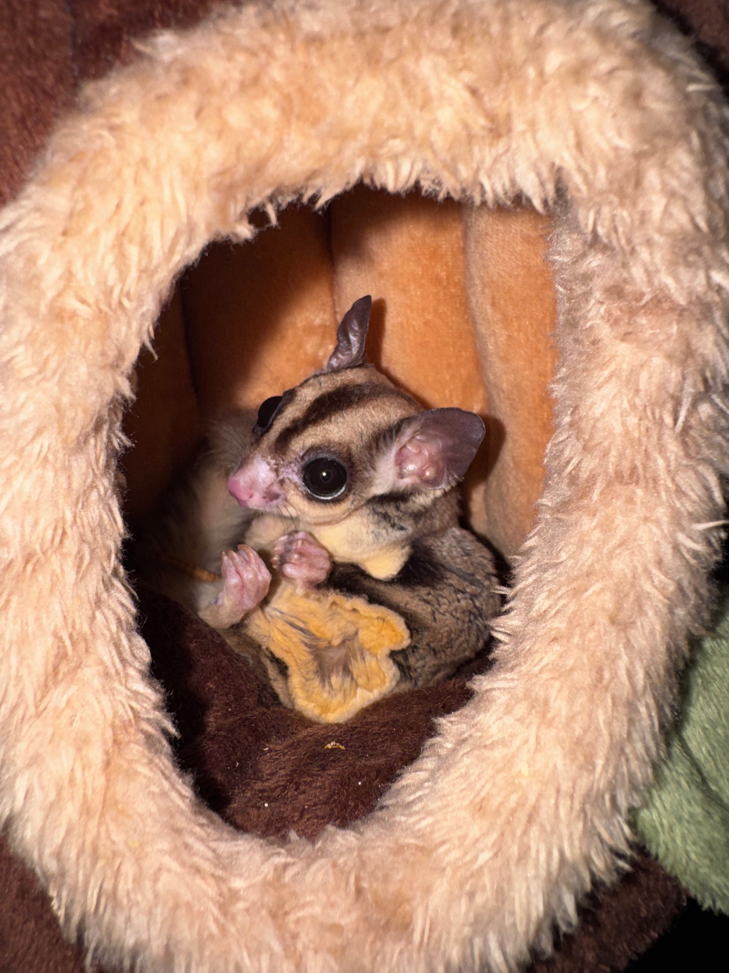 Petauro del Azúcar Ancestral | Petaurus breviceps
