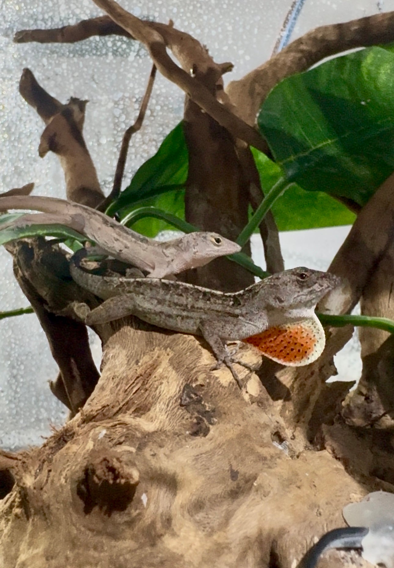 Anolis Pardo | Anolis sagrei Red x Brown