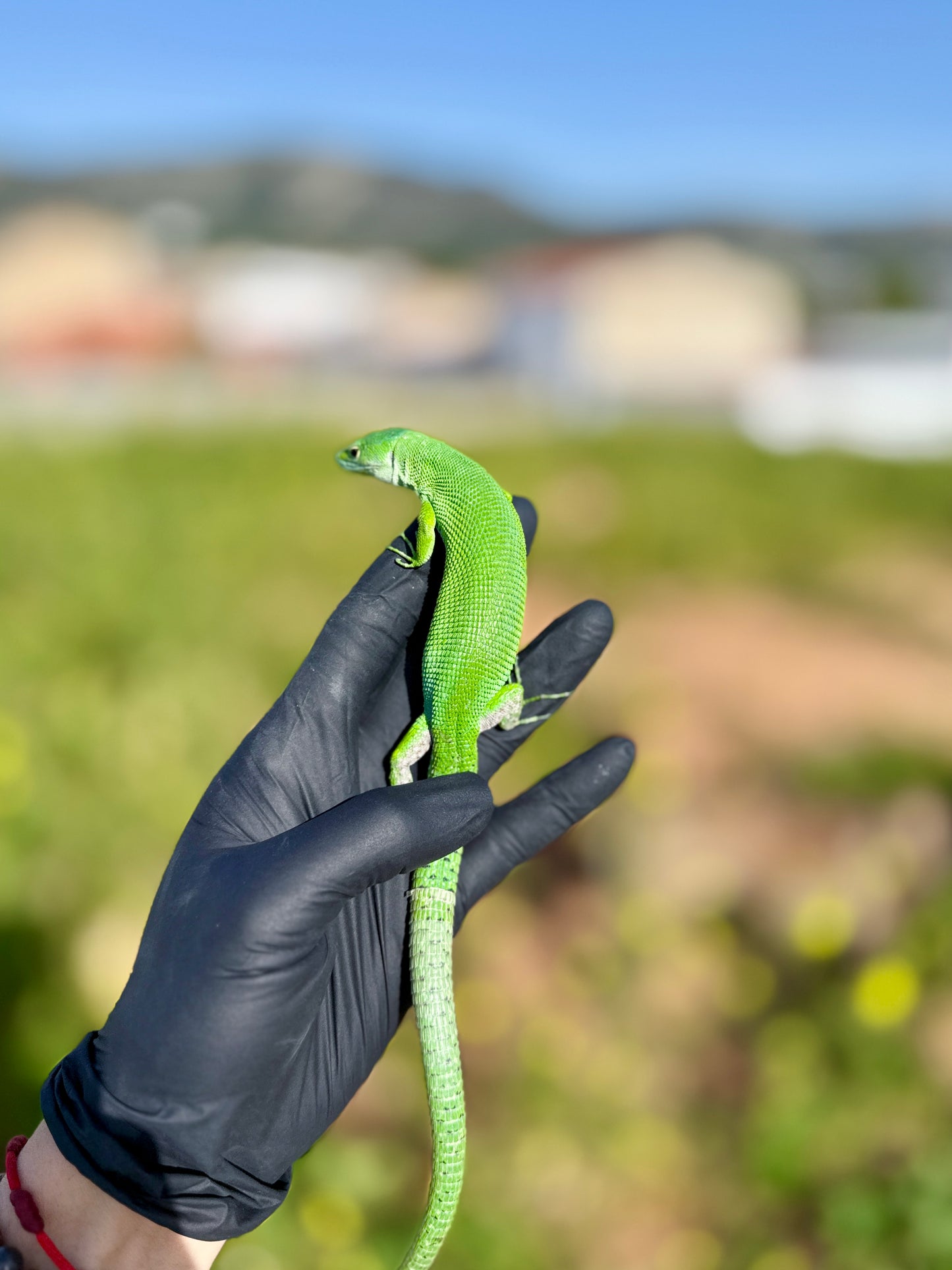 Lagarto Verde de Tanzania | Gastropholis prasina