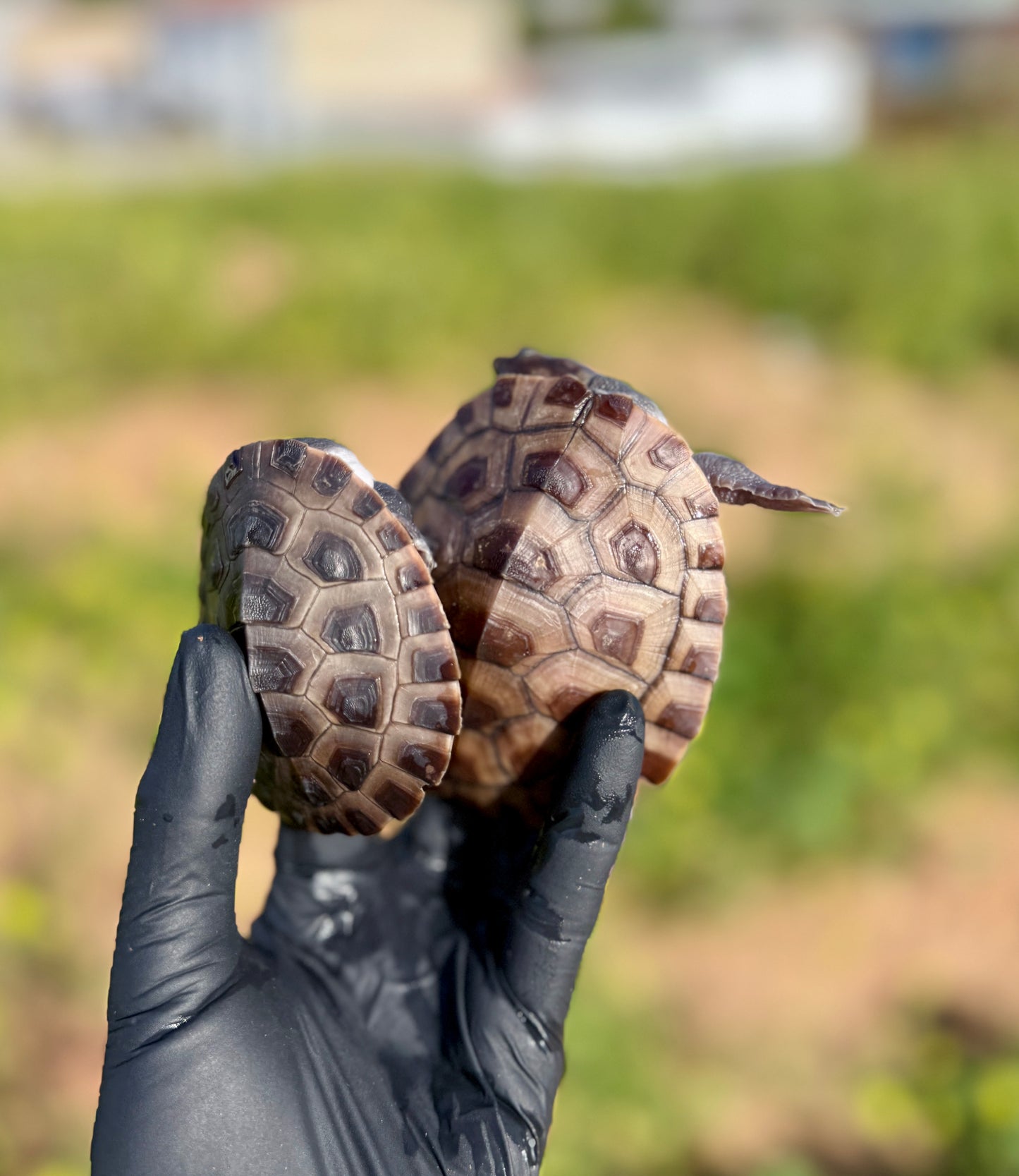 Tortuga Payaso | Emydura subglobosa