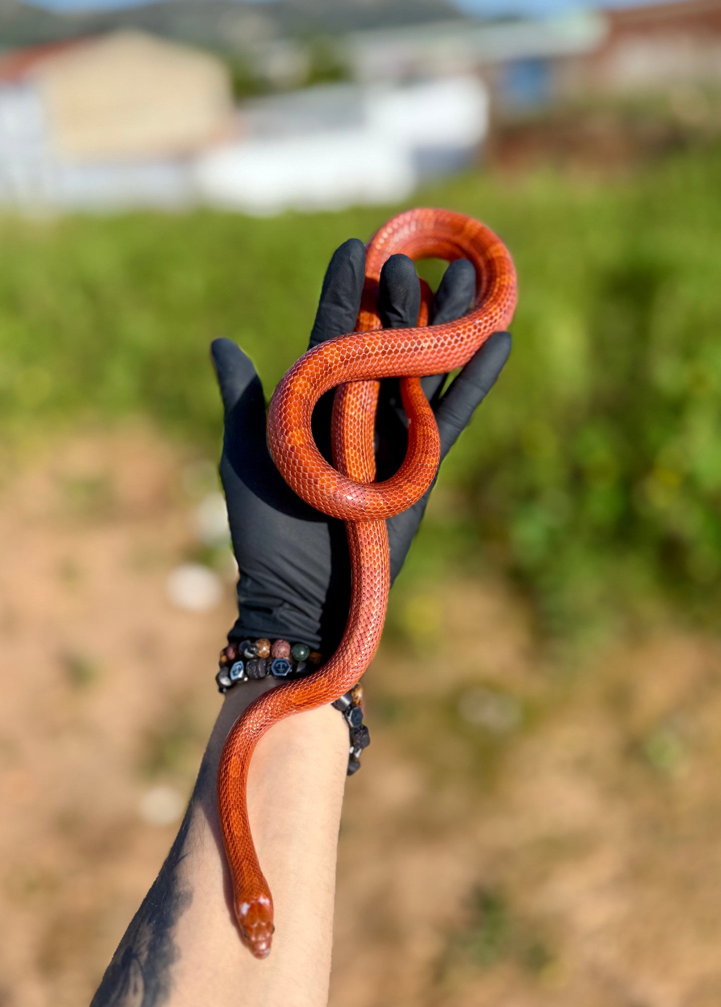Serpiente del Maíz Blood Red Pied | Pantherophis guttatus