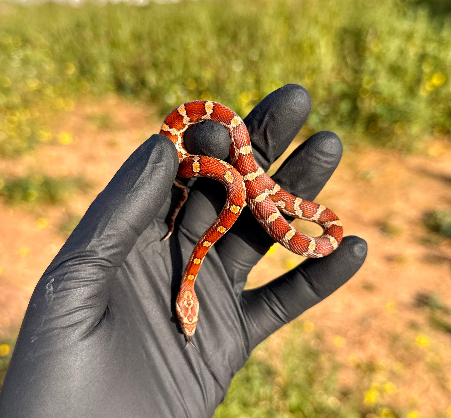 Serpiente del Maíz jóvenes | Pantherophis guttatus