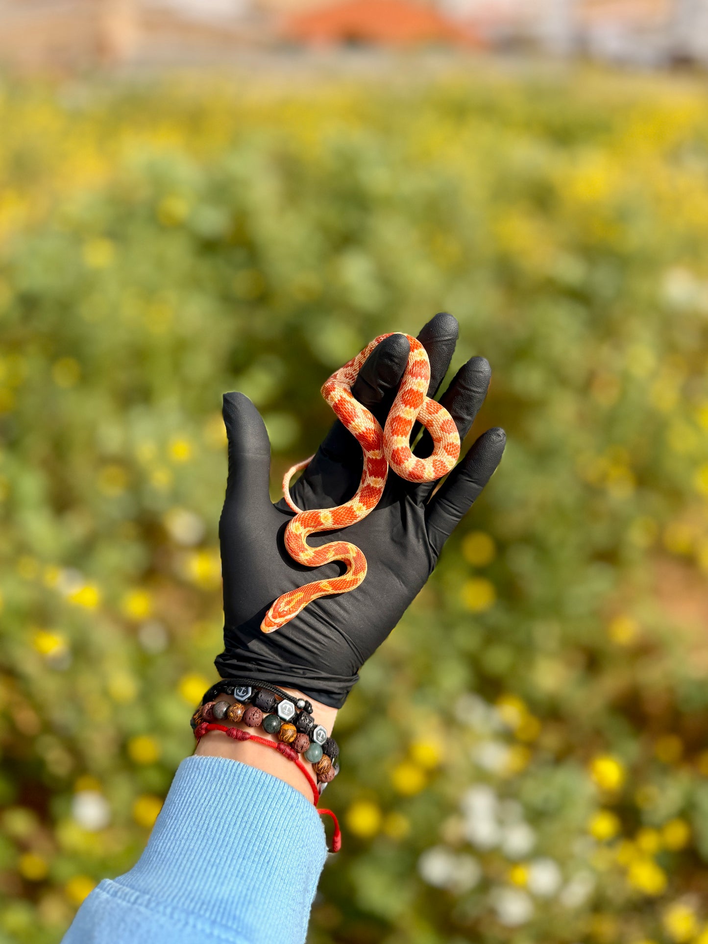 Serpiente del Maíz Amel Het Anery | Pantherophis guttatus