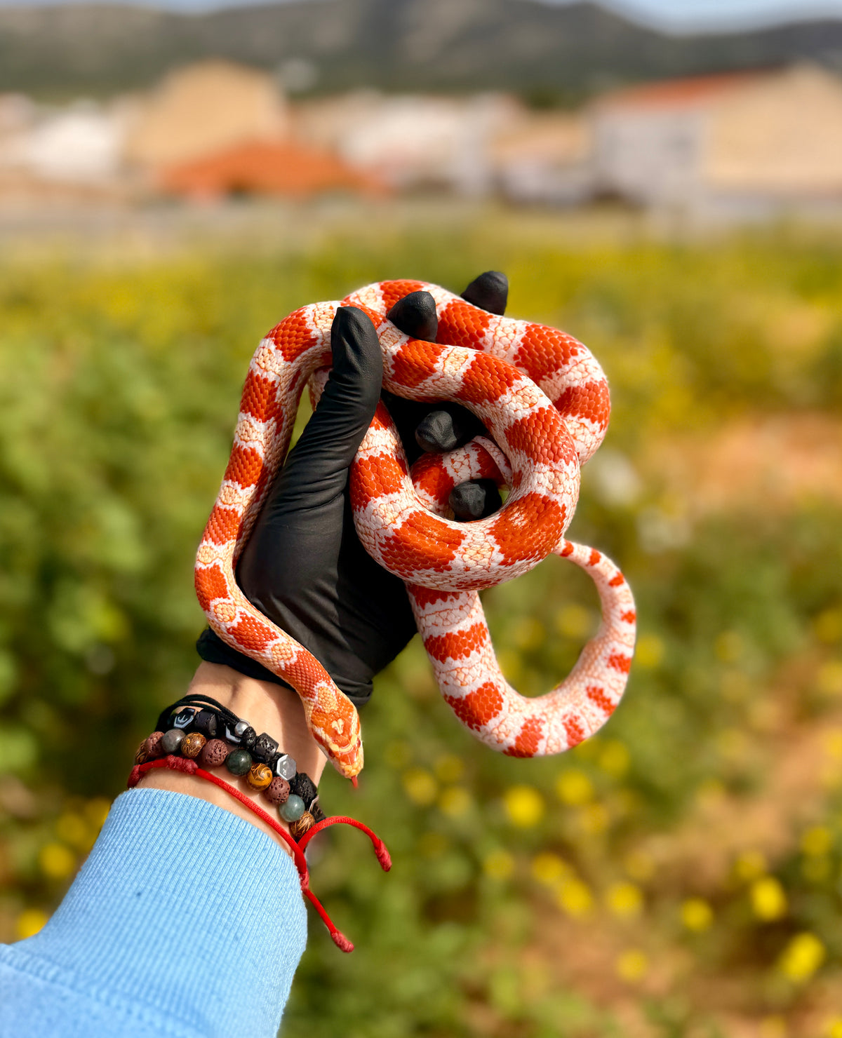 Serpiente del Maíz Candy Cane | Pantherophis guttatus