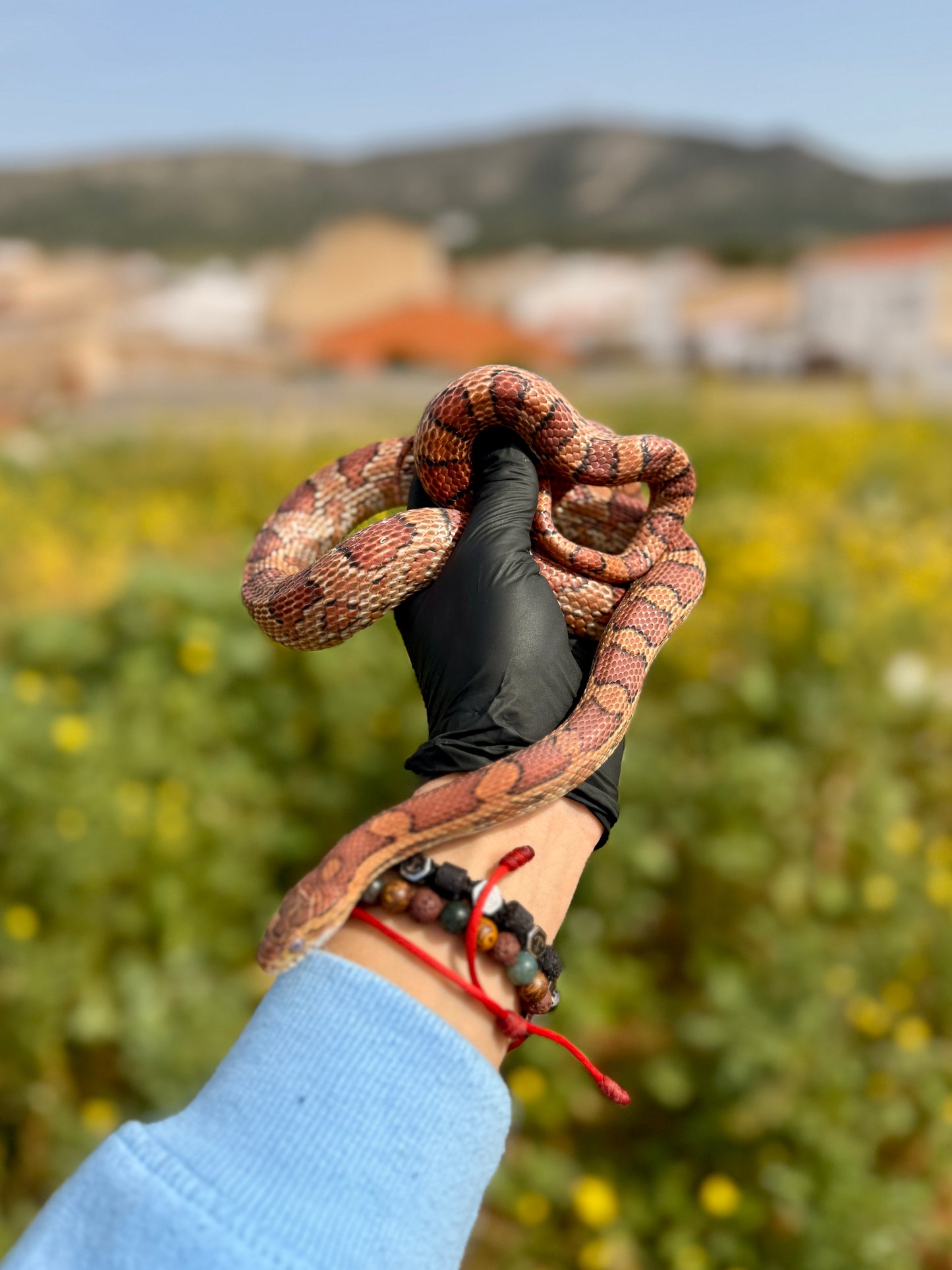 Serpiente del Maíz Okkete | Pantherophis guttatus