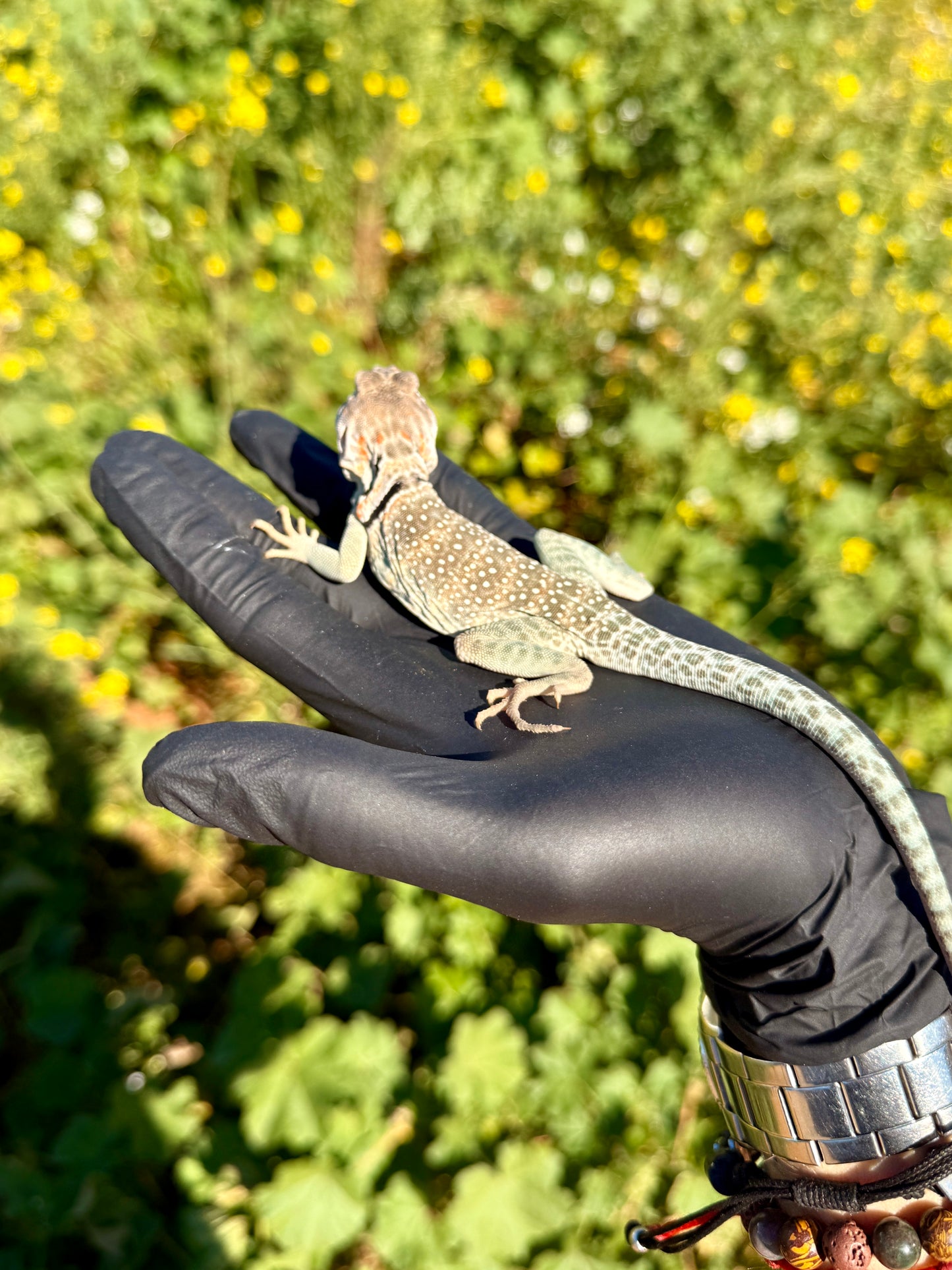 Lagarto Collar | Crotaphytus collaris