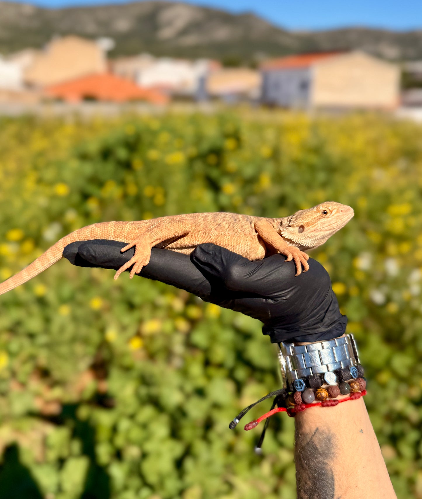 Dragón Barbudo Orange Factor macho | Pogona vitticeps