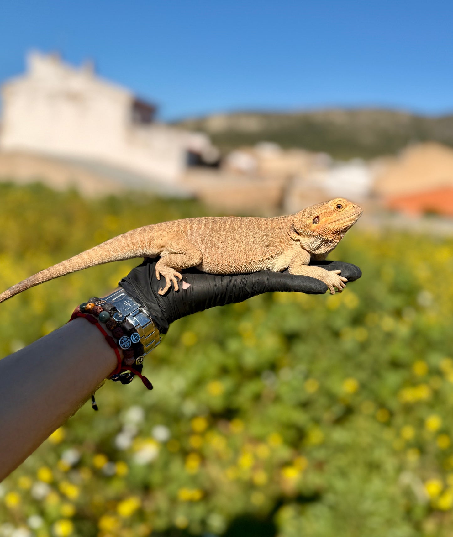 Dragón Barbudo Nominal Het Zero hembra | Pogona vitticeps