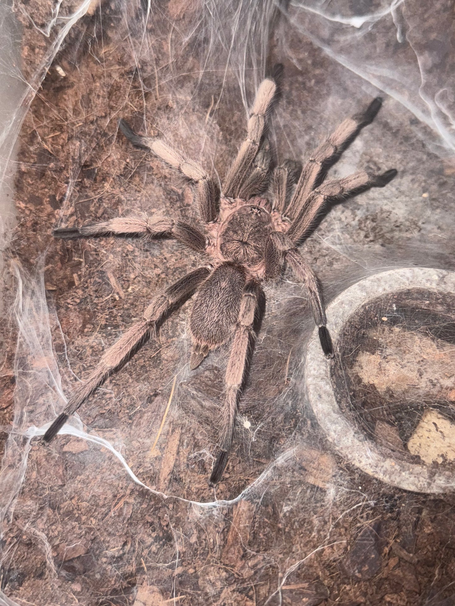 Tarántula Terrestre Mexicana | Aphonopelma huahuini