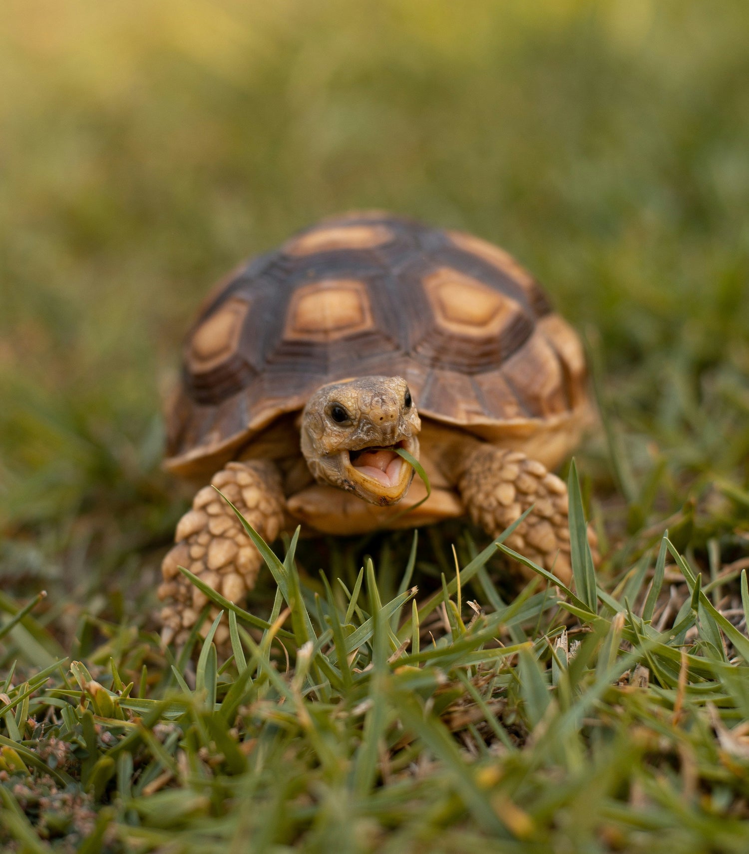 Tortugas