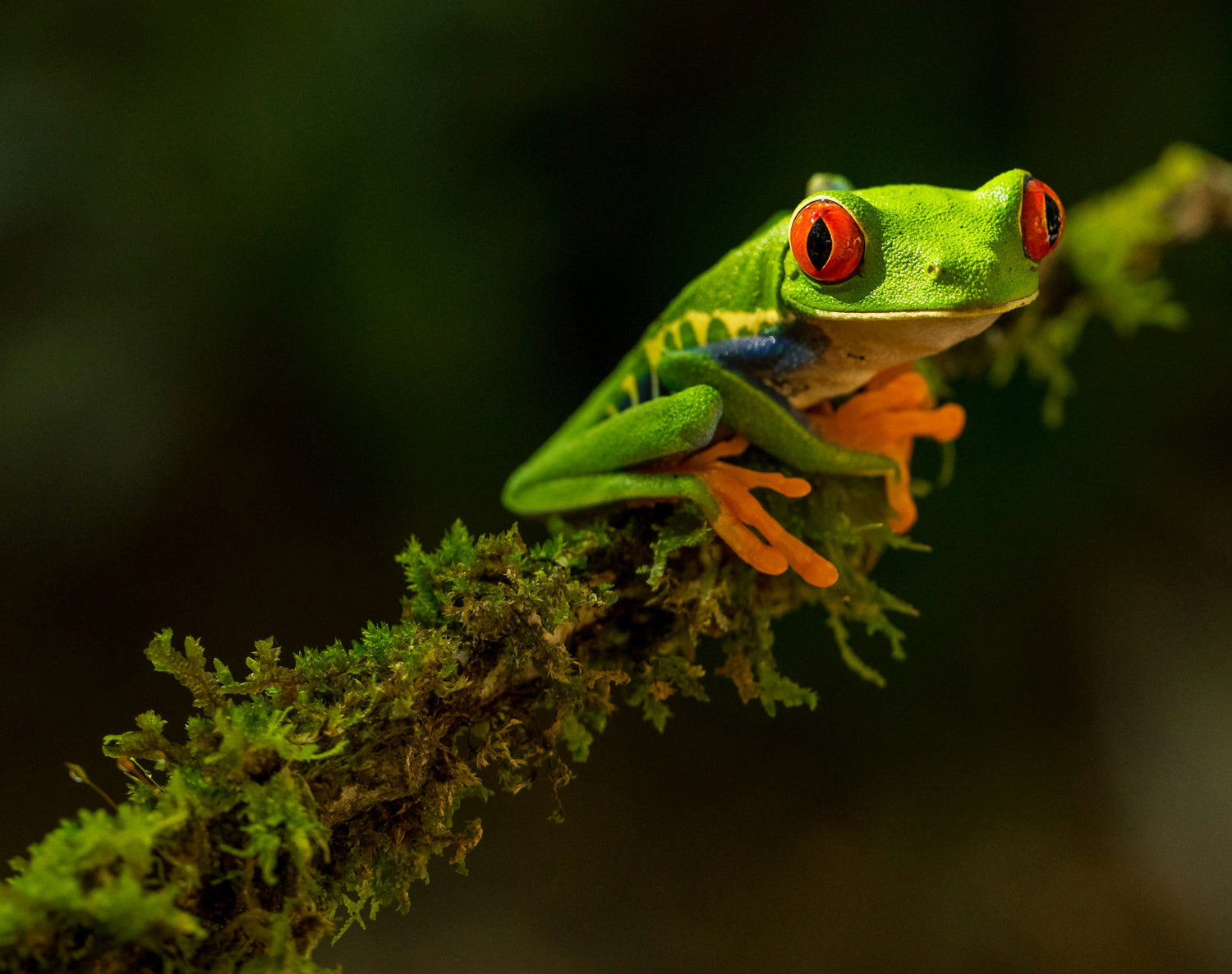 Anfibios