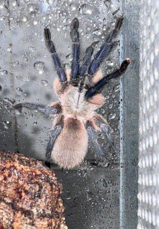 Tarántula Terciopelo Venezolana | Psalmopoeus irminia