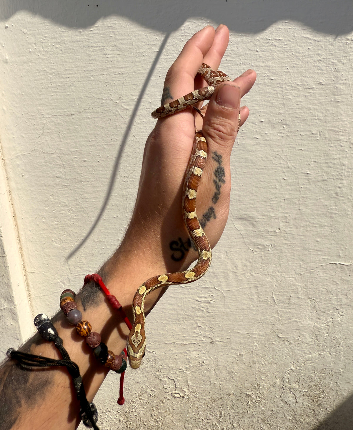 Serpiente del Maíz jóvenes | Pantherophis guttatus