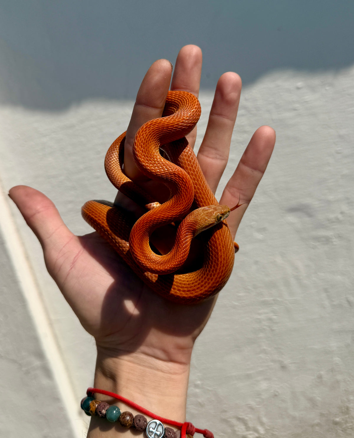 Serpiente del Maíz Stripe Tessera | Pantherophis guttatus