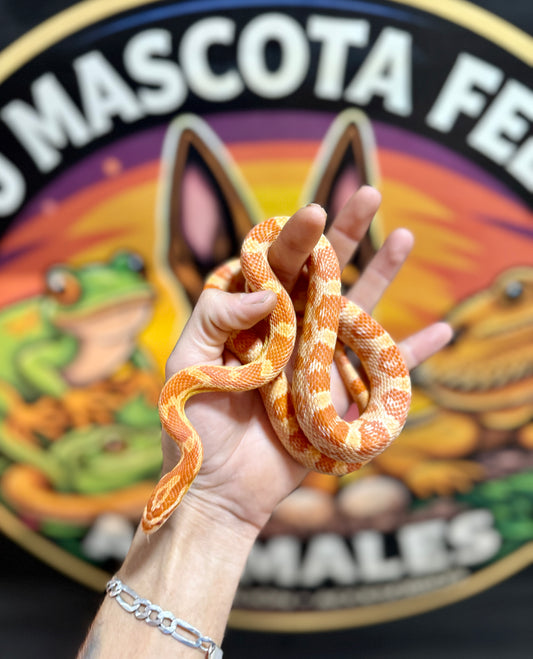 Serpiente del Maíz Amel Het Anery | Pantherophis guttatus