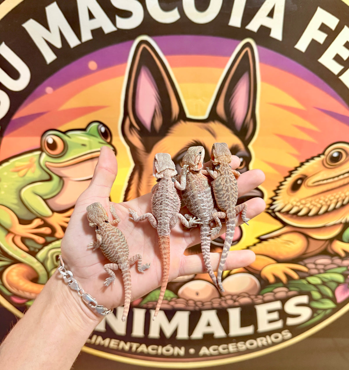 Pogonas bebés