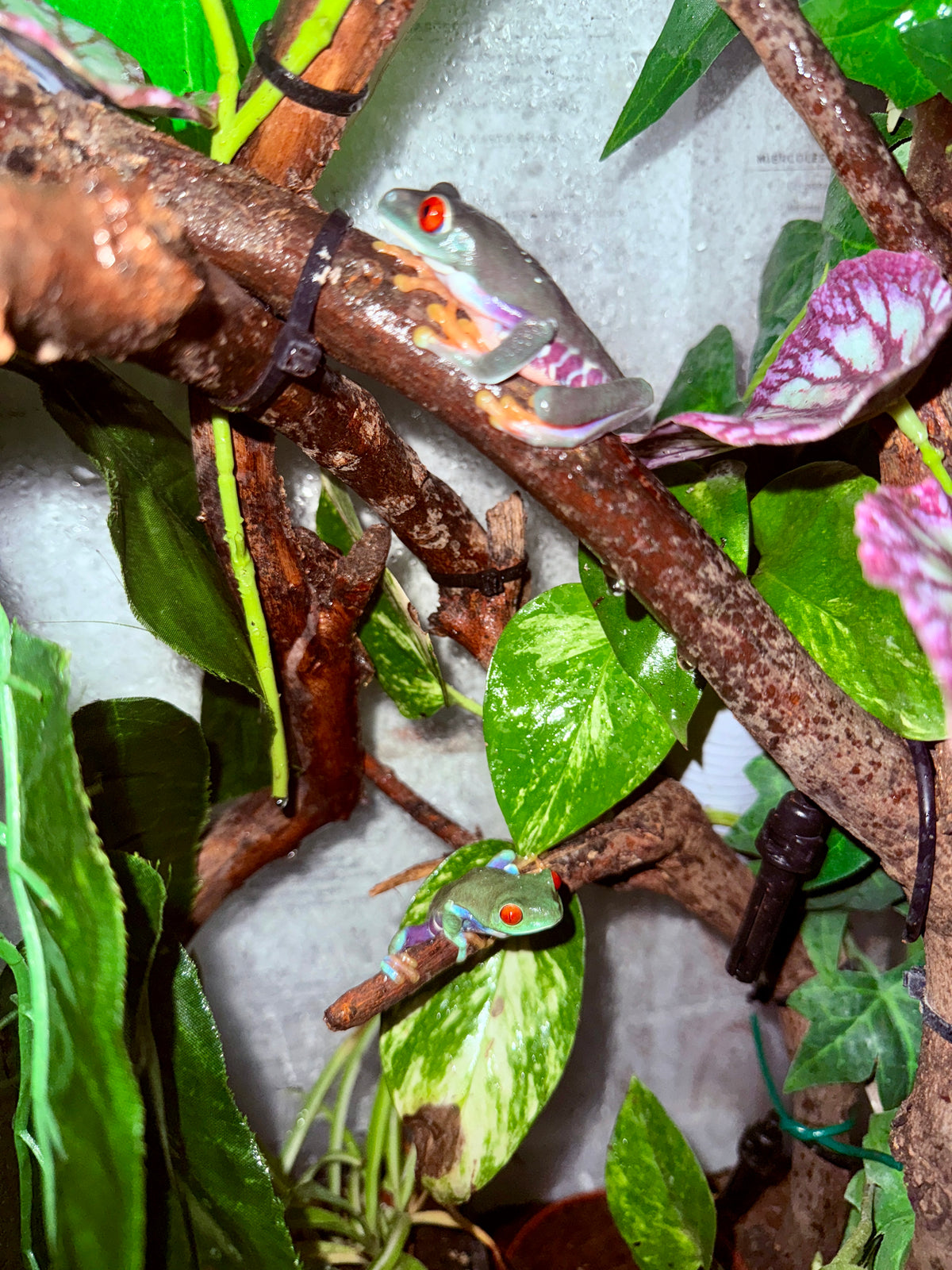 Rana de Ojos Rojos | Agalychnis callidryas