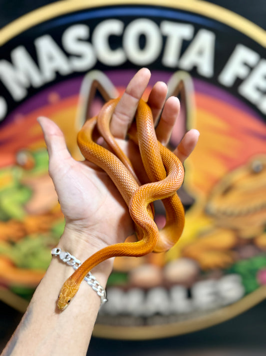 Serpiente del Maíz Stripe Tessera | Pantherophis guttatus