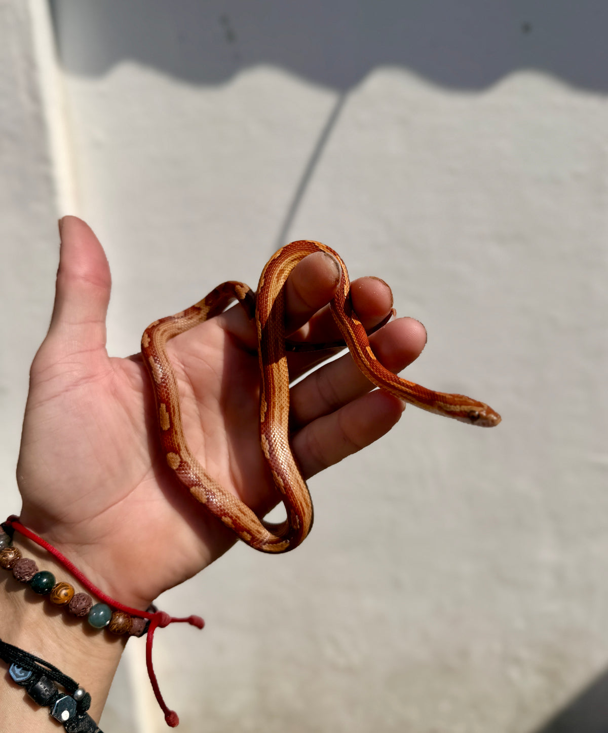Serpiente del Maíz jóvenes | Pantherophis guttatus