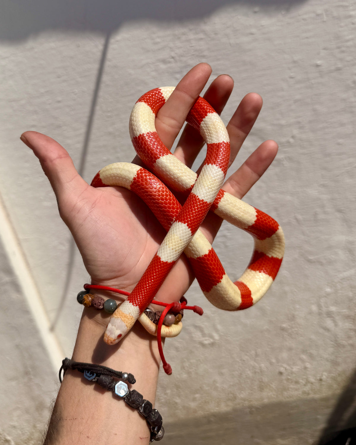 Serpiente Leche de Nelson Albina | Lampropeltis triangulum nelsoni