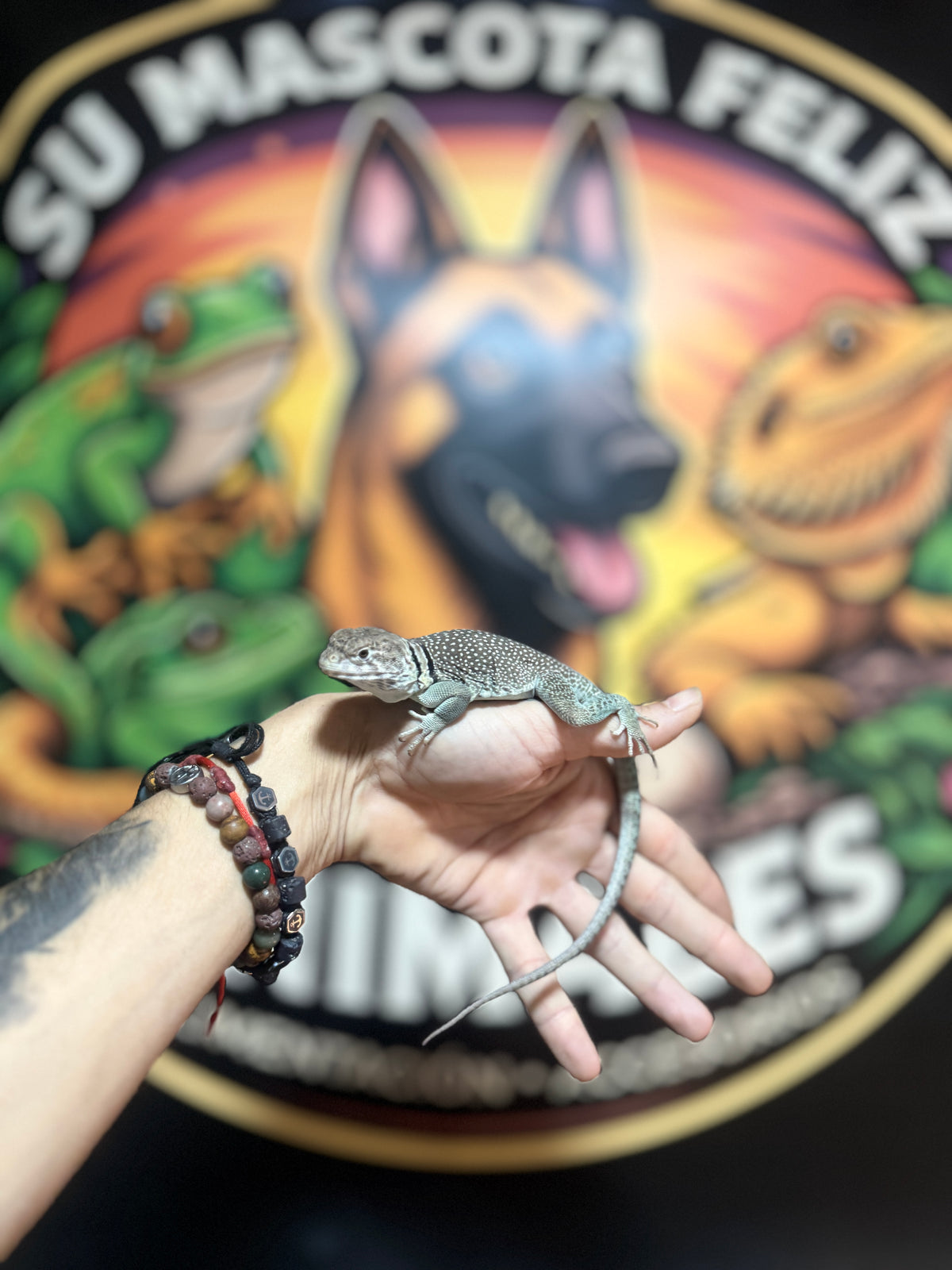 Lagarto Collar | Crotaphytus collaris