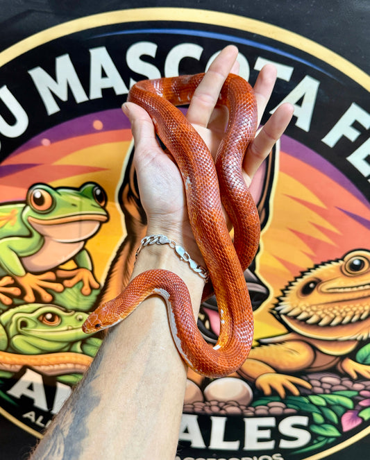 Serpiente del Maíz Blood Red Pied | Pantherophis guttatus