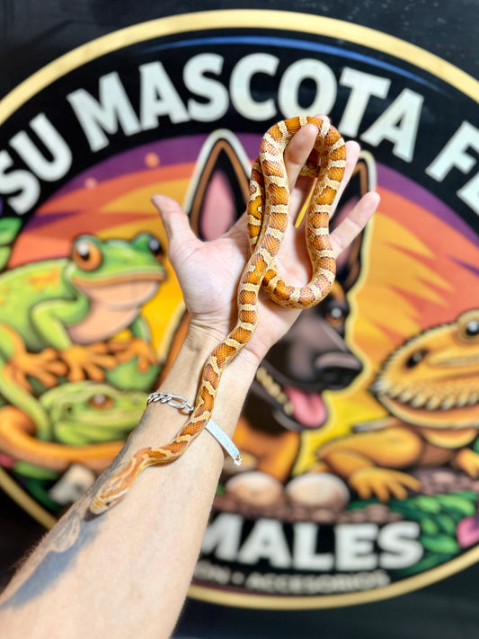 Serpiente del Maíz Okkete Het Scaleless | Pantherophis guttatus