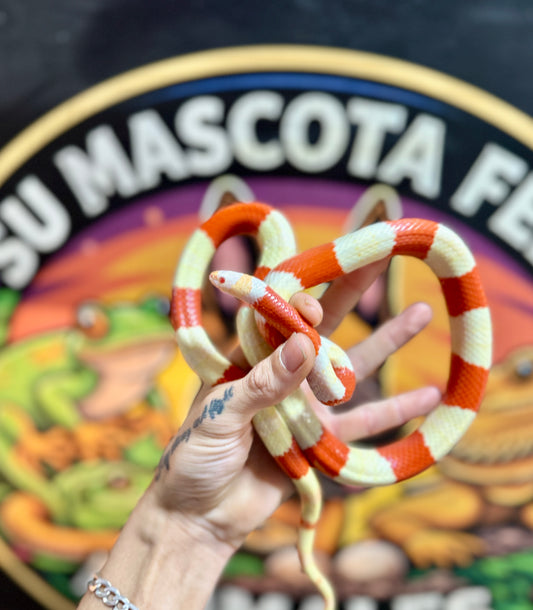Serpiente Leche de Nelson Albina | Lampropeltis triangulum nelsoni