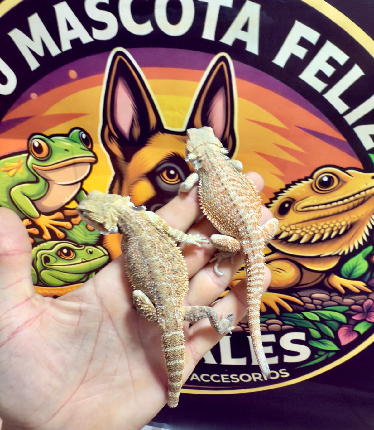 Pogonas bebés