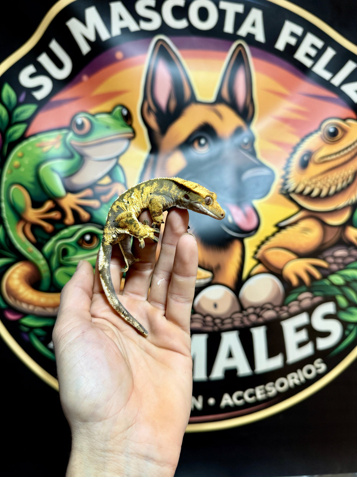 Gecko Crestado | Correlophus ciliatus