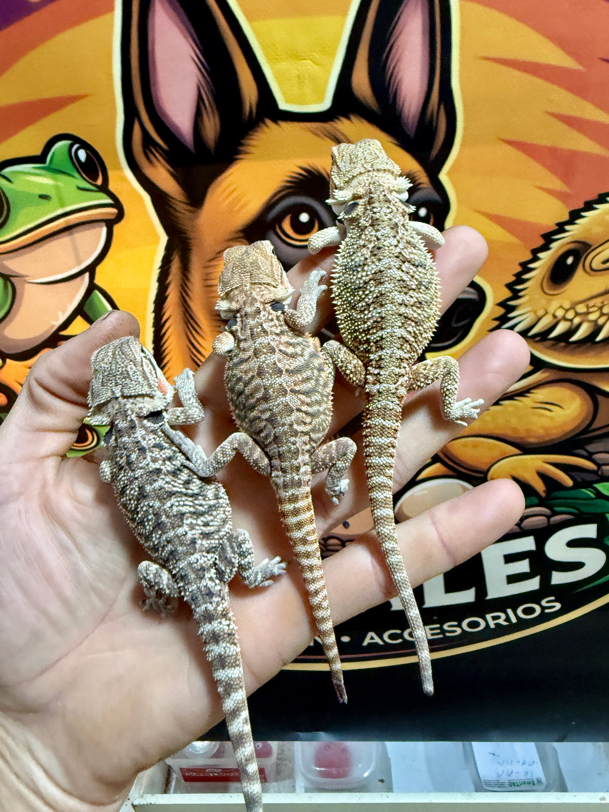 Pogonas bebés