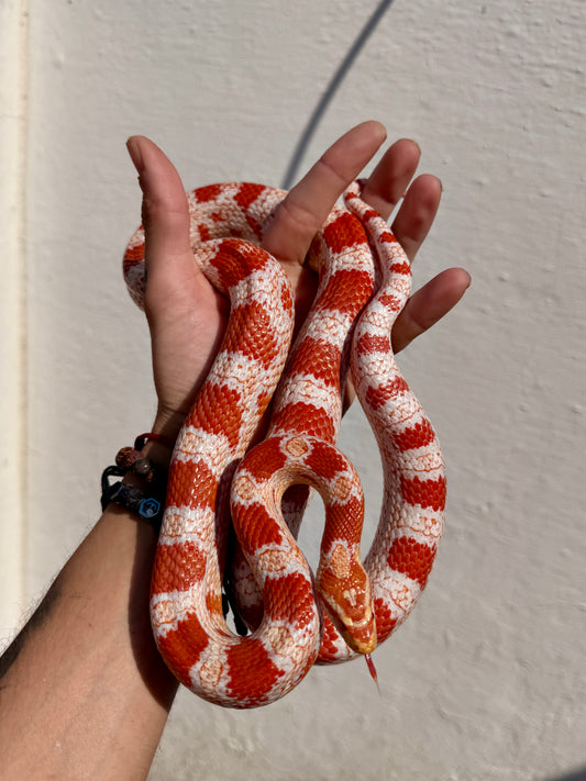 Serpiente del Maíz Candy Cane | Pantherophis guttatus