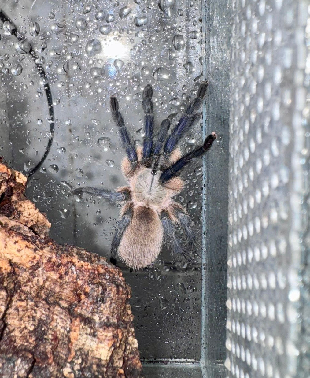 Tarántula Terciopelo Venezolana | Psalmopoeus irminia