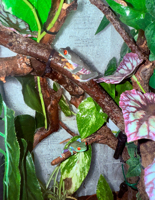 Rana de Ojos Rojos | Agalychnis callidryas