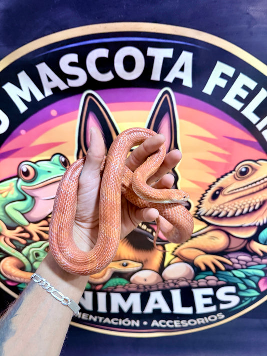 Serpiente del Maíz Blood Red Pied Macho Adulto Reproductor | Pantherophis guttatus