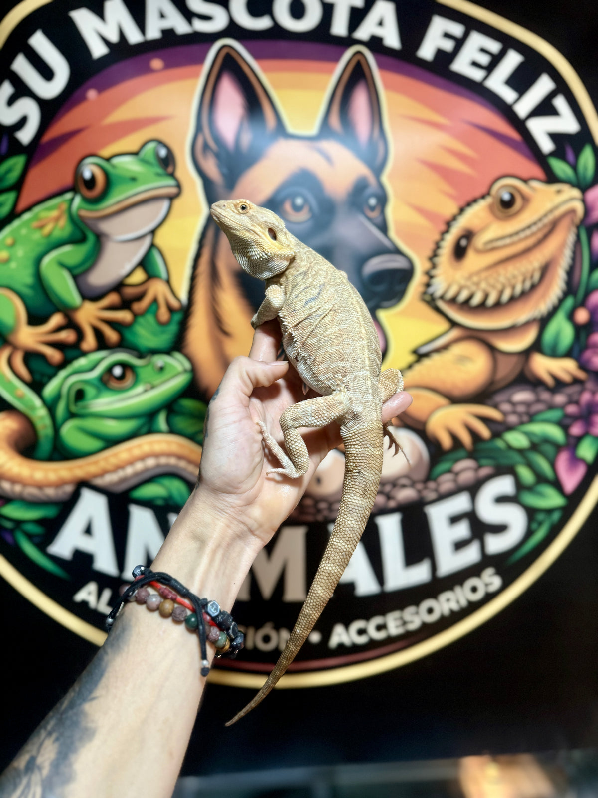 Dragón Barbudo Orange Factor macho | Pogona vitticeps