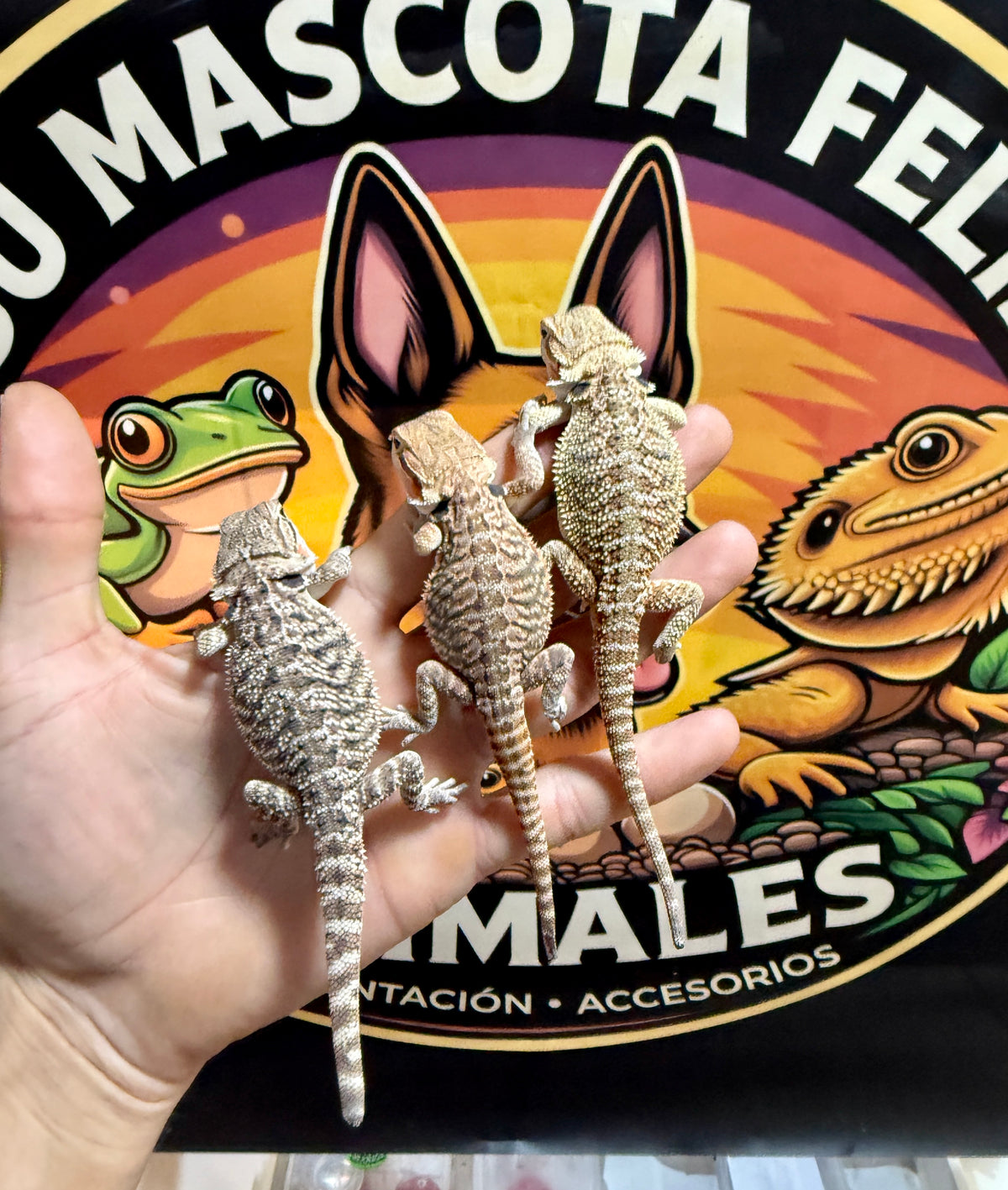 Pogonas bebés