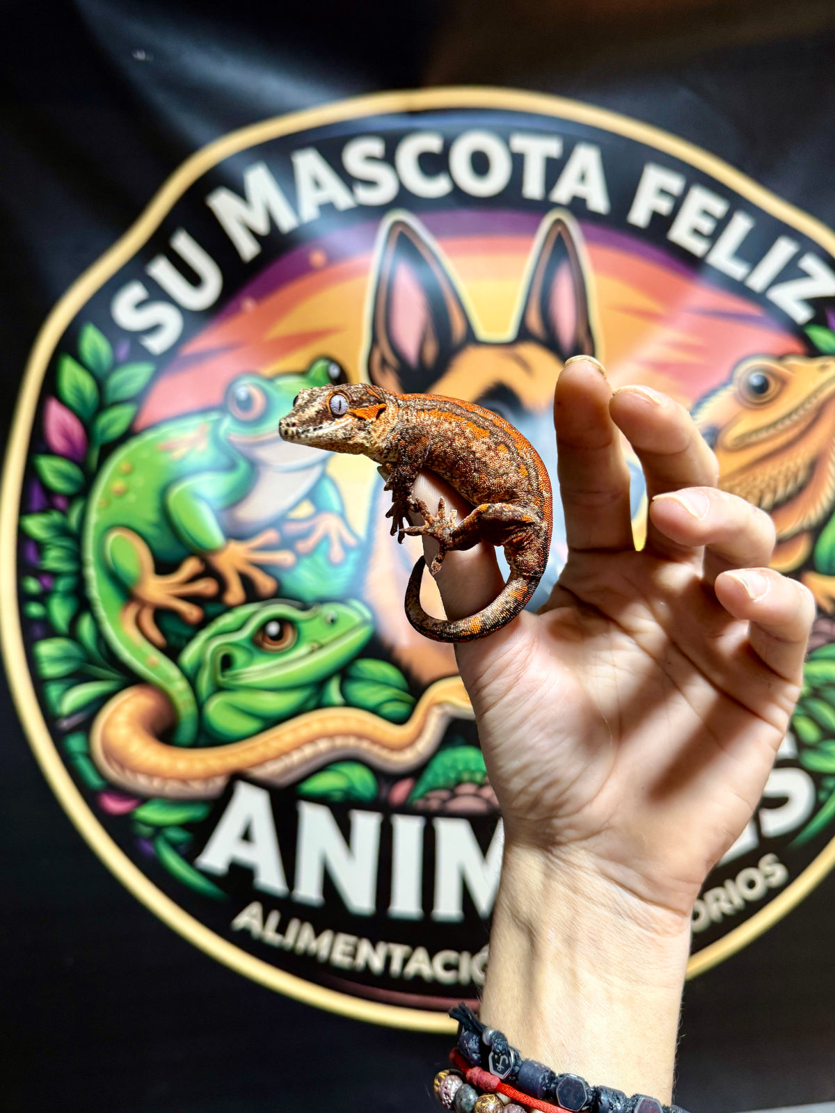 Gecko Gárgola | Rhacodactylus auriculatus