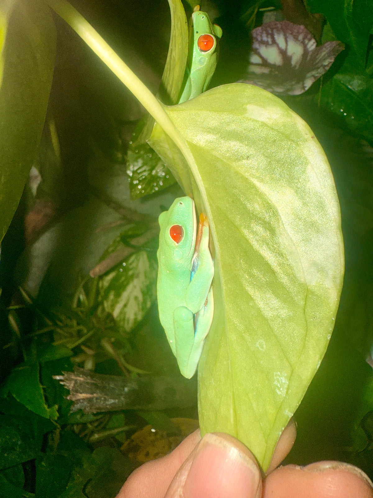 Rana de Ojos Rojos | Agalychnis callidryas
