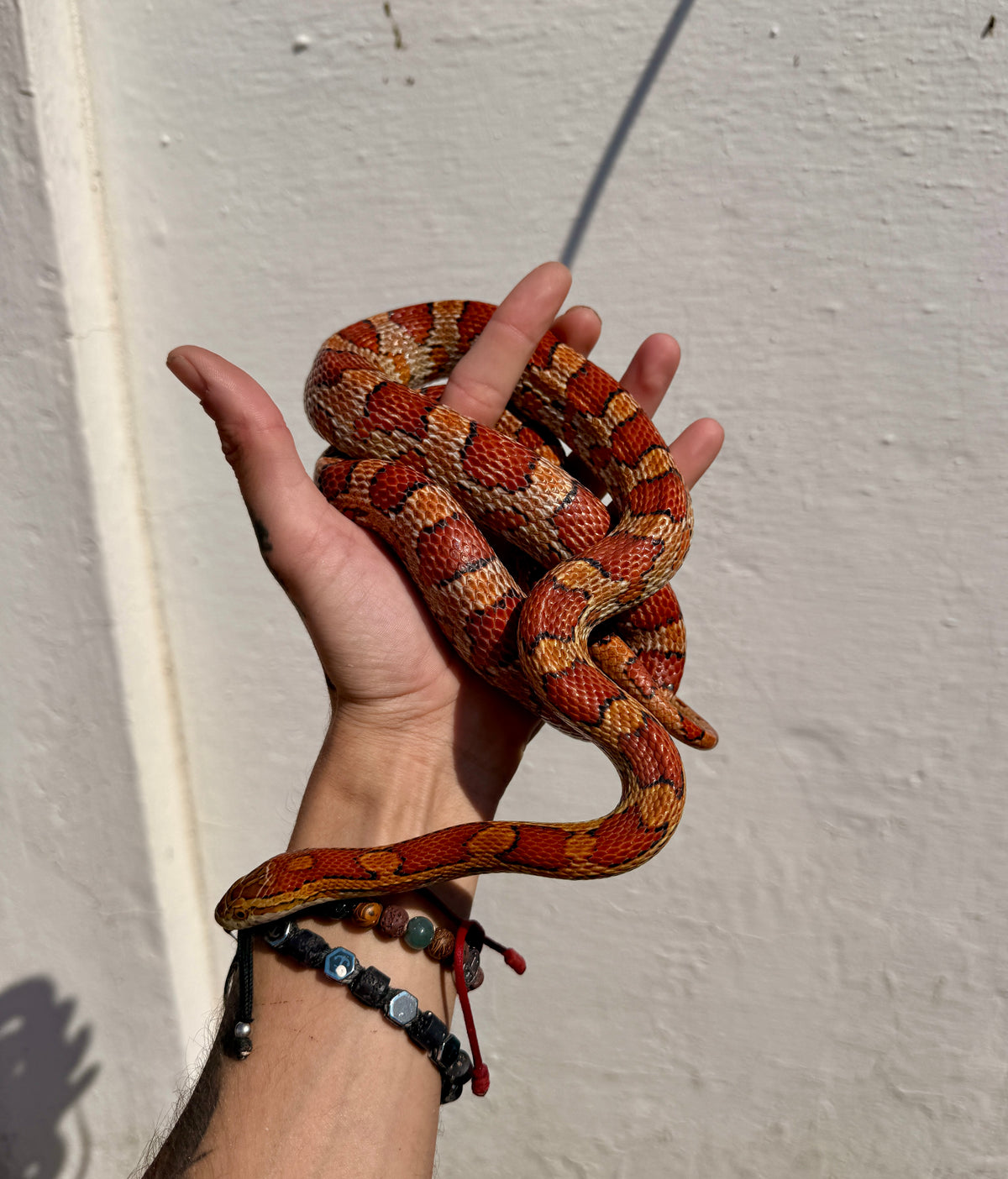 Serpiente del Maíz Okkete | Pantherophis guttatus