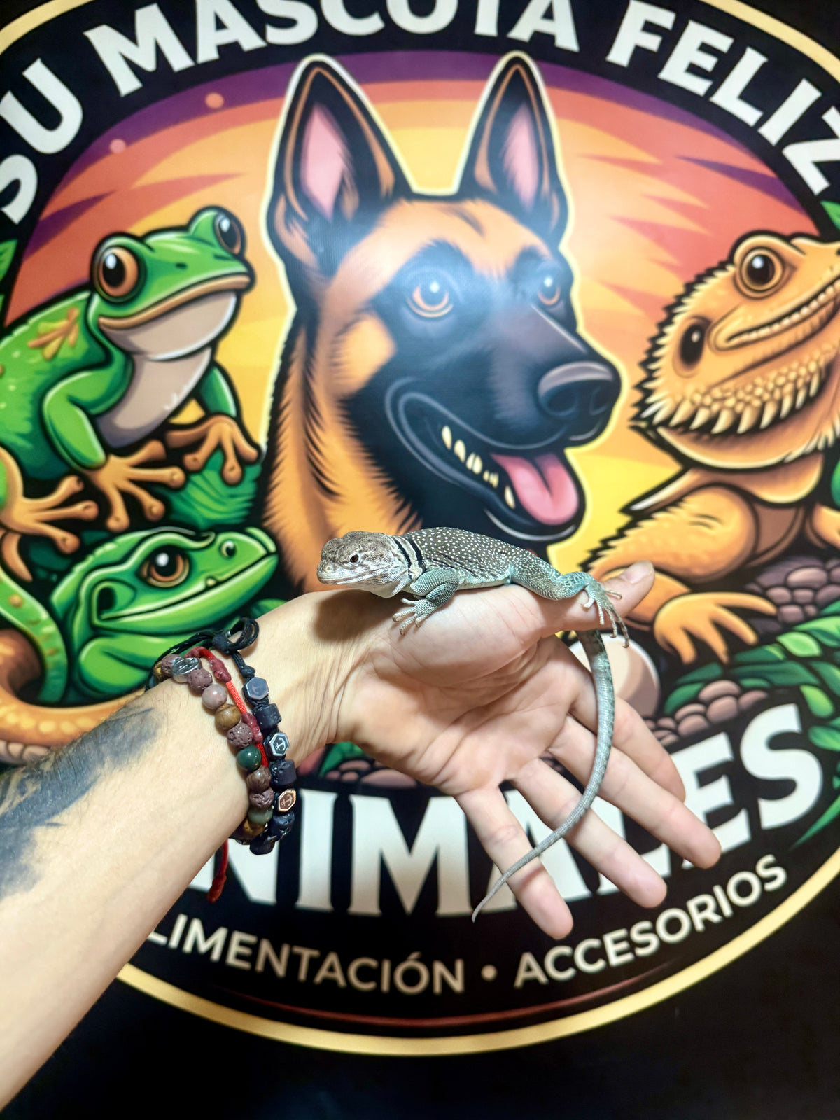 Lagarto Collar | Crotaphytus collaris