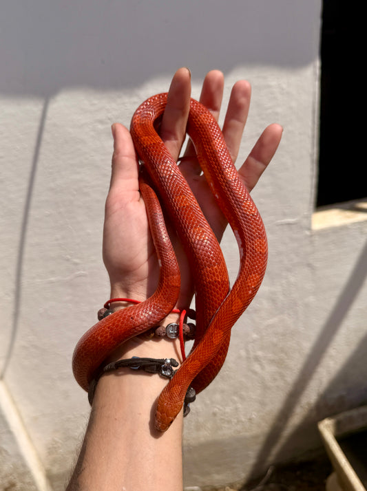 Serpiente del Maíz Blood Red Pied | Pantherophis guttatus