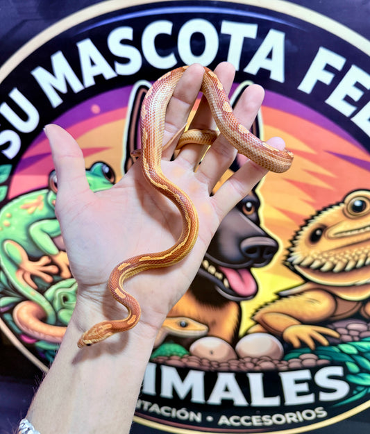 Serpiente del Maíz jóvenes | Pantherophis guttatus