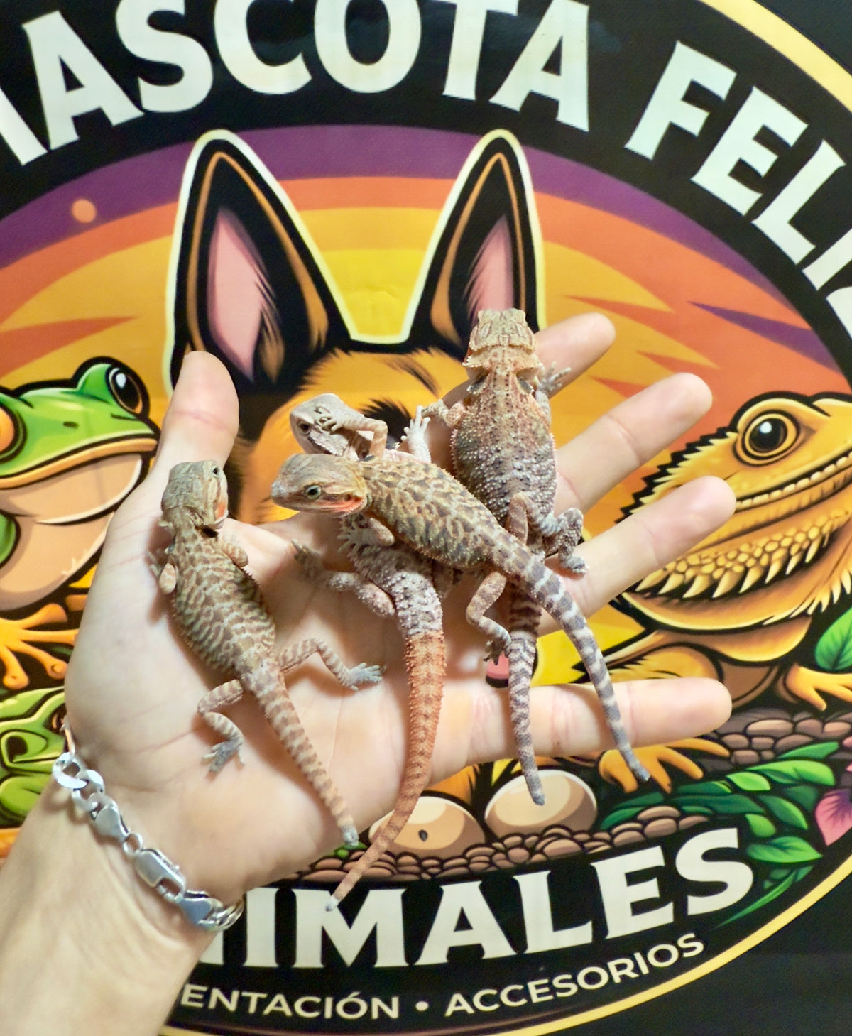 Pogonas bebés