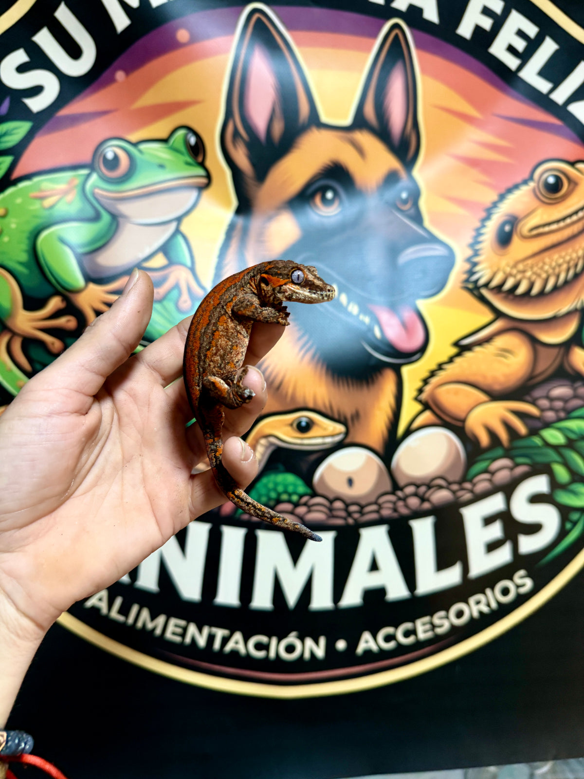 Gecko Gárgola | Rhacodactylus auriculatus