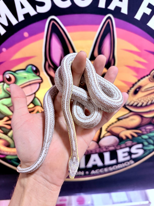 Serpiente del Maíz Cinder Anery Tessera | Pantherophis guttatus